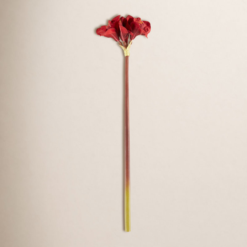 Amaryllis (ensemble de 12)
