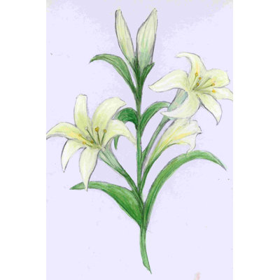 " Easter Lilies "