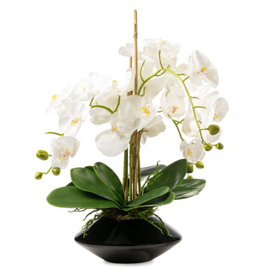 White Orchid in Tapered Black Vase