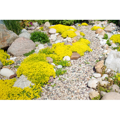 Rockery Rock Garden - Photographie sur toile tendue