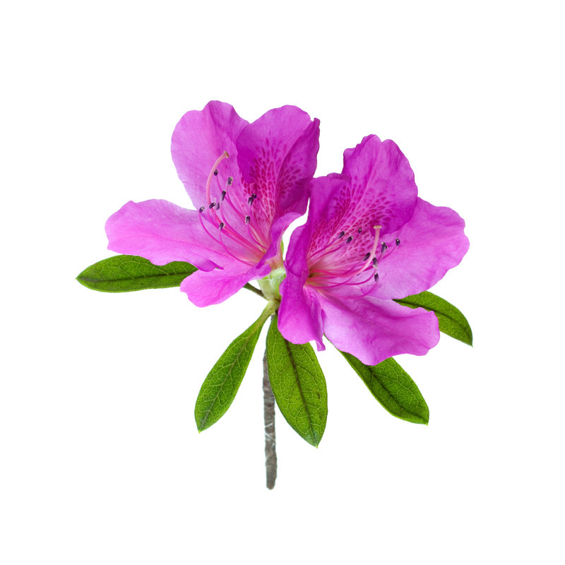 "Keyonnie", fleur de rhododendron rose sur toile par Myistock88, photographie, H 12 po x l 12 po x P 1,25 po