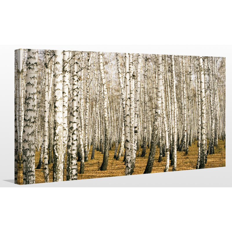 Bouleaux 3, reproduction de photo sur toile tendue, H 36 po x l 60 po x P 1,5 po