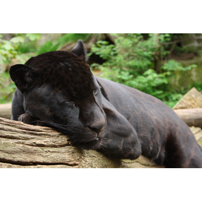 Witney Black Jaguar - Wrapped Canvas Print