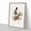Crested Pigeons by Elizabeth Gould - Framed Print-55490268-55490273