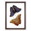 Giant Butterflies by George Shaw - Picture Frame Painting Print-55608242-55608245