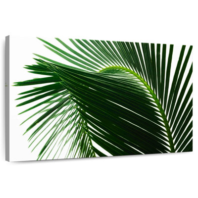 Feuilles de palmier Harnek