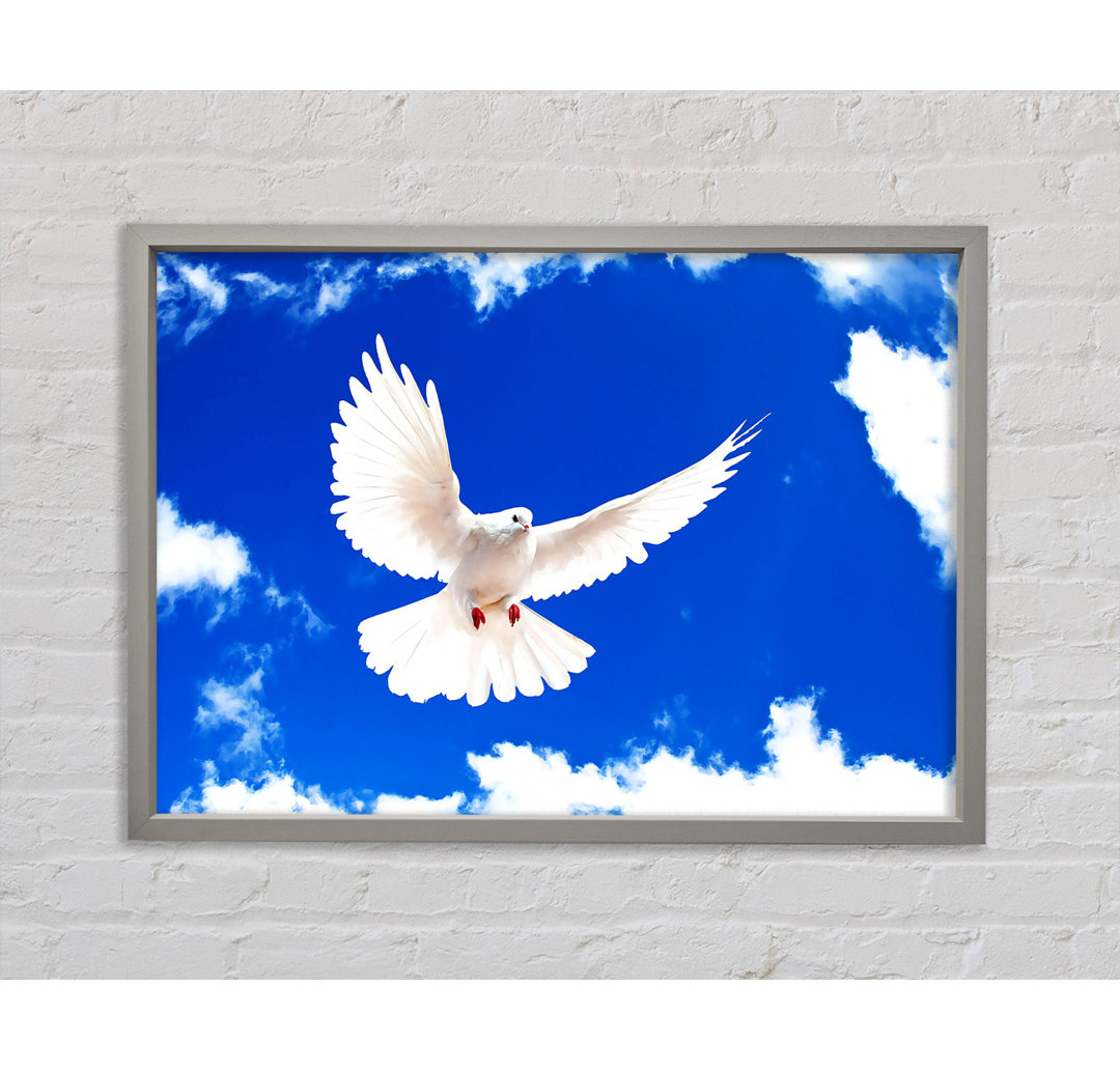 Gerahmtes Bild White Dove