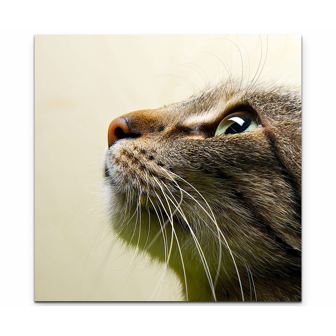 Leinwandbild Portrait einer Hauskatze – Seitenansicht