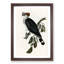Top-Knot Pigeon by Elizabeth Gould - Picture Frame Painting Print-55611029-55611030