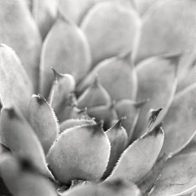 " Garden Succulent I " by Laura Marshall