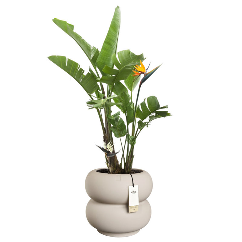 Elho Amber Roll Low 43cm, Cream