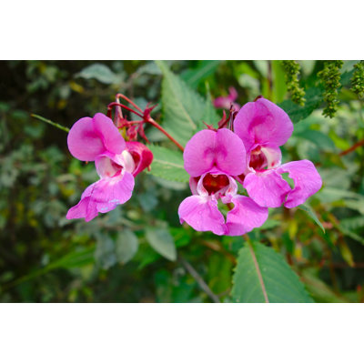 Impatiens Glandulifera - Photographie sur toile tendue