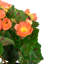 Arrangement floral 11 po-70937803