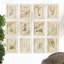 Wild Flower Botanical - Ensemble de 12 reproductions de cadres photo sur papier