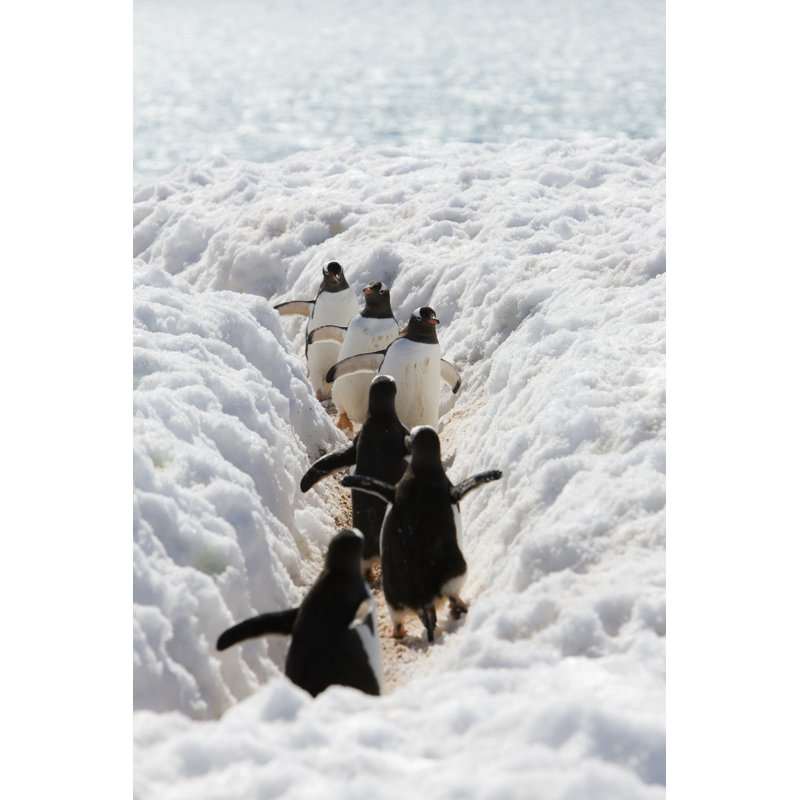 Adele'S Penguins Walking by MrIgorG - Wrapped Canvas Print, 30cm H x 20cm W