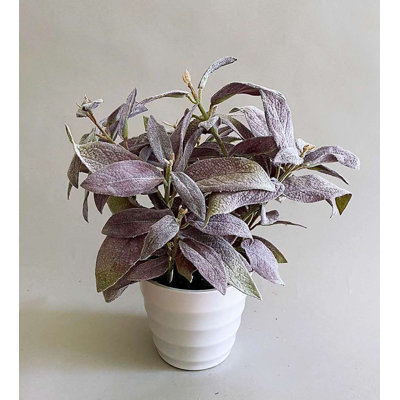 -4 POT DE SAUGE POURPRE