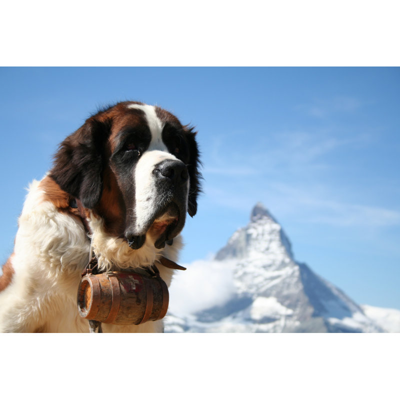 St. Bernard Rescue Dog by Emmepiphoto - Wrapped Canvas Print, 51cm H x 76cm W 