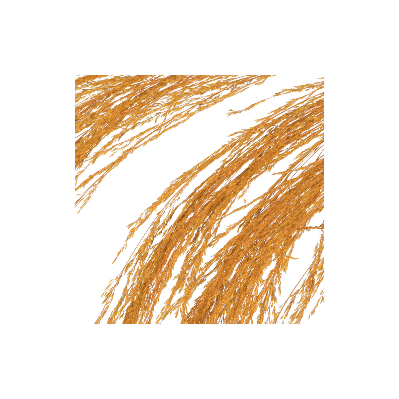 Lei 71'' Palm Plant, Aspen Gold