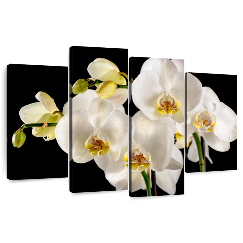 Harnek Fresh White Orchid Flowers, 42" H x 68" W