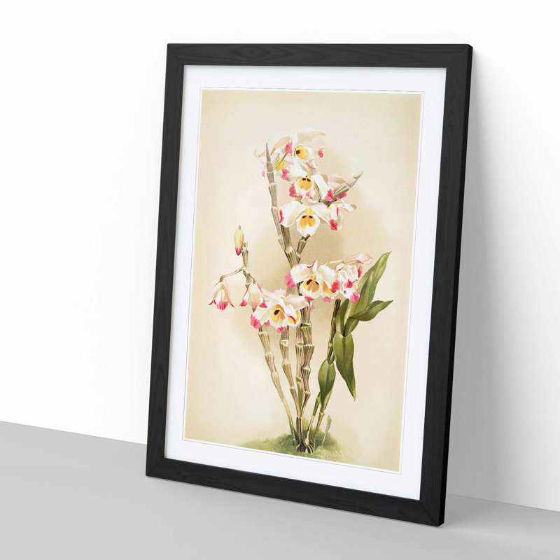 Magnolia Flowers Illustration Tab. 9 by Frederick Sander - Picture Frame Painting Print, 60cm H x 40cm W x 2cm D, Black