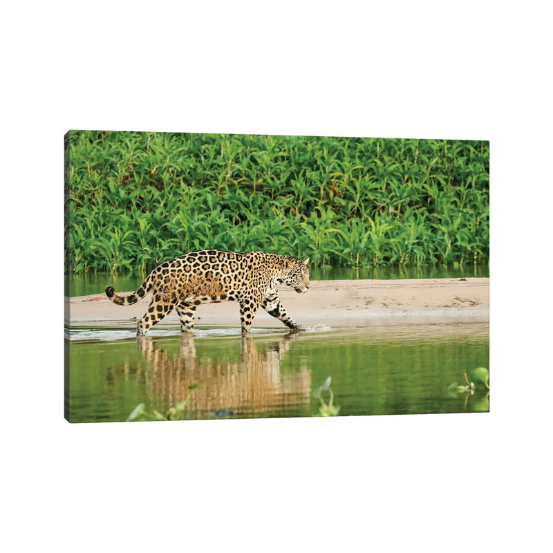 Jaguar Wading In Shallow Water AS It Crosses The Cuiaba River, Pantanal Conservation Area, Brazil by Janet Horton - Wrapped Canvas Print
