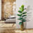 55'' Faux Rubber Tree