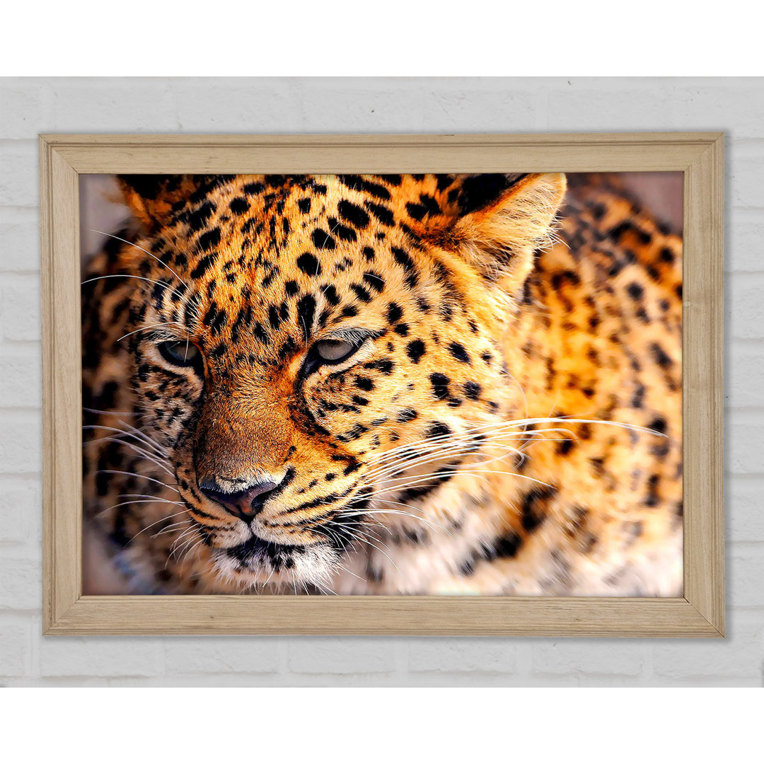 Leopard Close Up - Druck