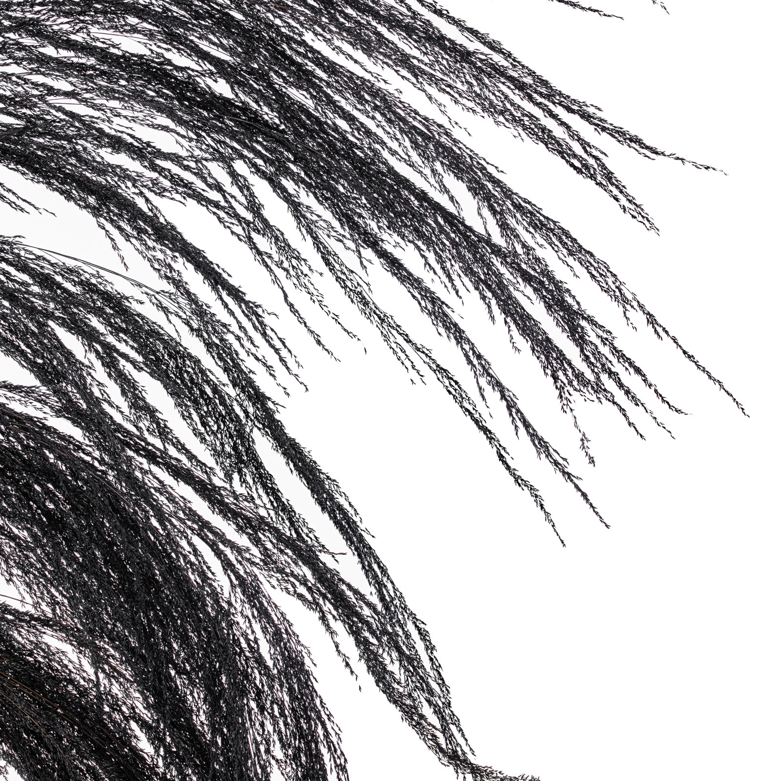Lei 71'' Palm Plant, Black