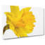 Sole Yellow Daffodil Painting - Wrapped Canvas-56654336