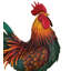 Coq rouge Rhode Island