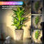 Projecteur d'intérieur 4 PCS RVBW pour plantes, 6 lumières à DEL avec télécommande et interrupteur au pied, éclairage décoratif changeant de couleur pour le mur, les œuvres d'art, la décoration de pièce et de fête, lampe de plancher à brancher, blanc-133245224