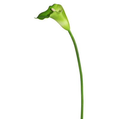Cauldwell Calla Lily Stems