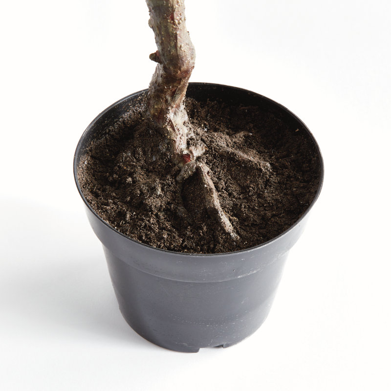 Montecito Faux Olive Tree in Pot Liner