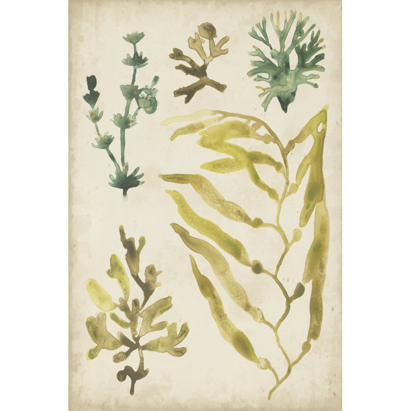 Vintage Sea Fronds IV by June Erica Vess - Wrapped Canvas Painting, 30cm H x 20cm W