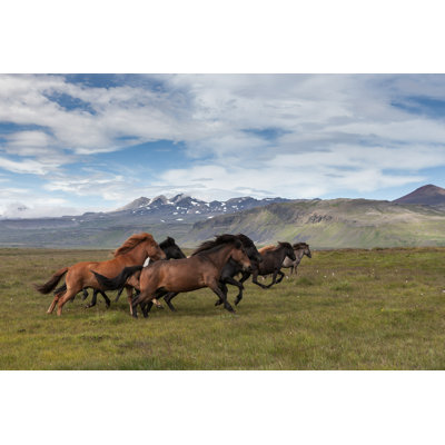 " Beautiful Icelandic Horses " by Gagarych