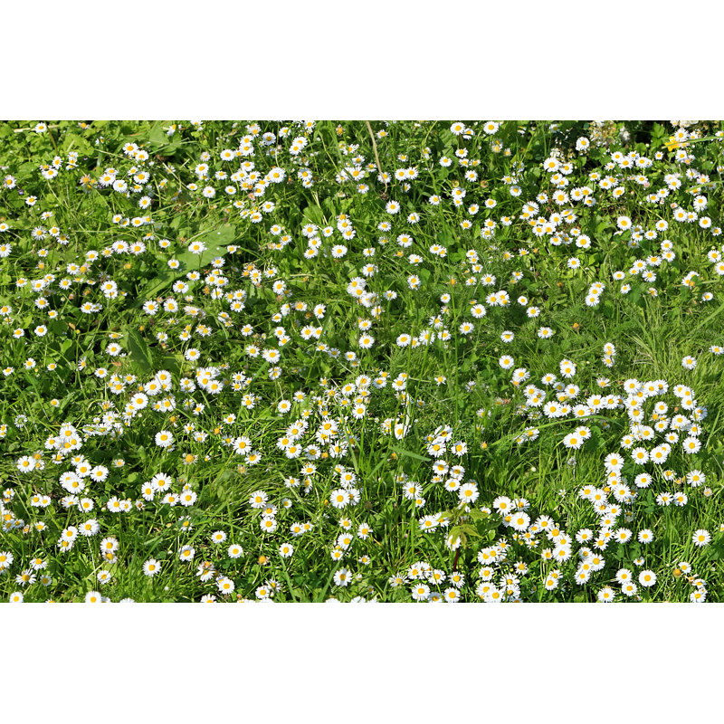 Daisy Flower Background by AlexanderCher - Wrapped Canvas Print, 81cm H x 122cm W x 3.8cm D