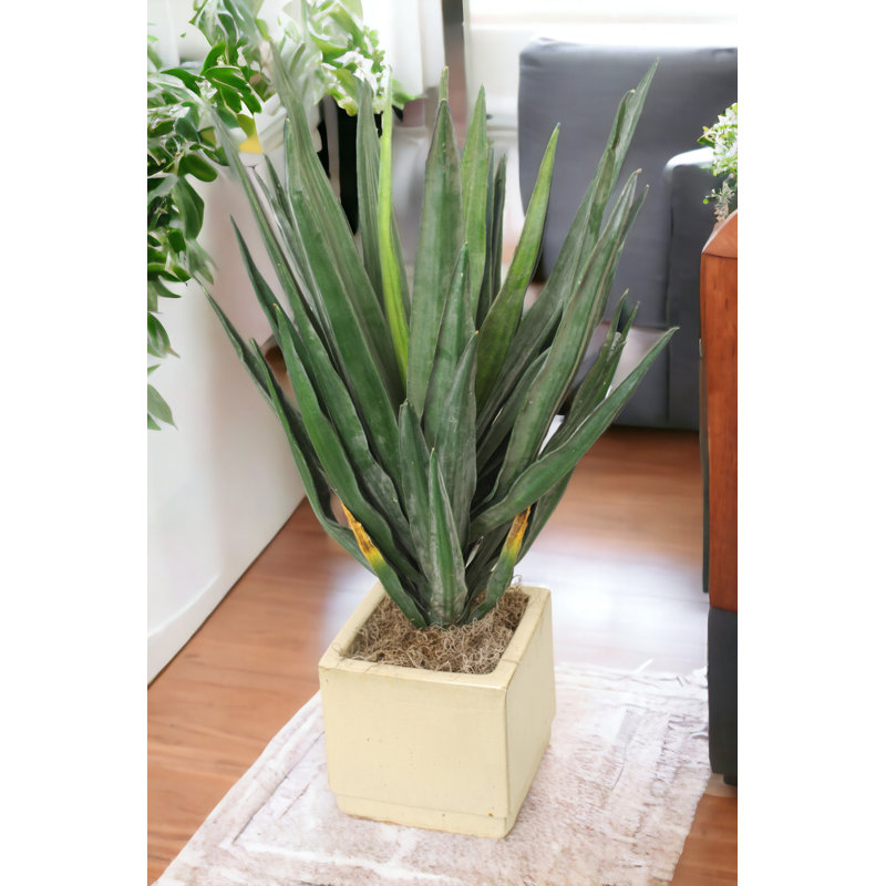 Pot à fleurs carré Yucca