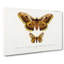 Emperor Moths Illustrations by Charles D' Orbigny - Wrapped Canvas-55370771