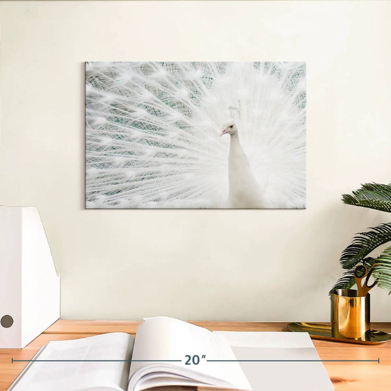 Plume de paon blanc neige Brampt, H 8 po x l 12 po