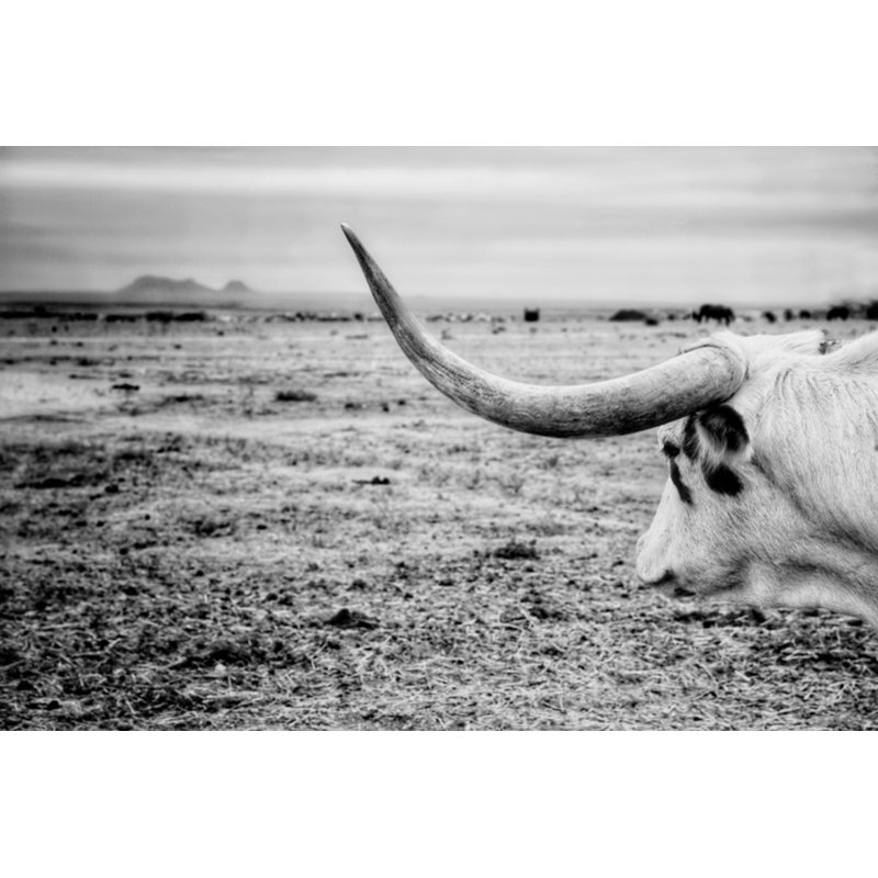 The Horn Print by Cornell, Jean, Black Single Picture Framed, 30'' H x 45'' W