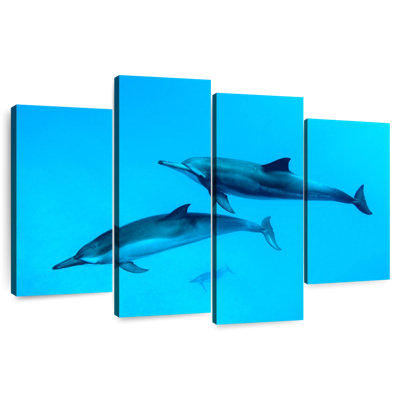 Dauphins Brampt Maui