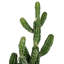 Cactus vert en pot 31 po