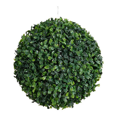 Buxus Plant