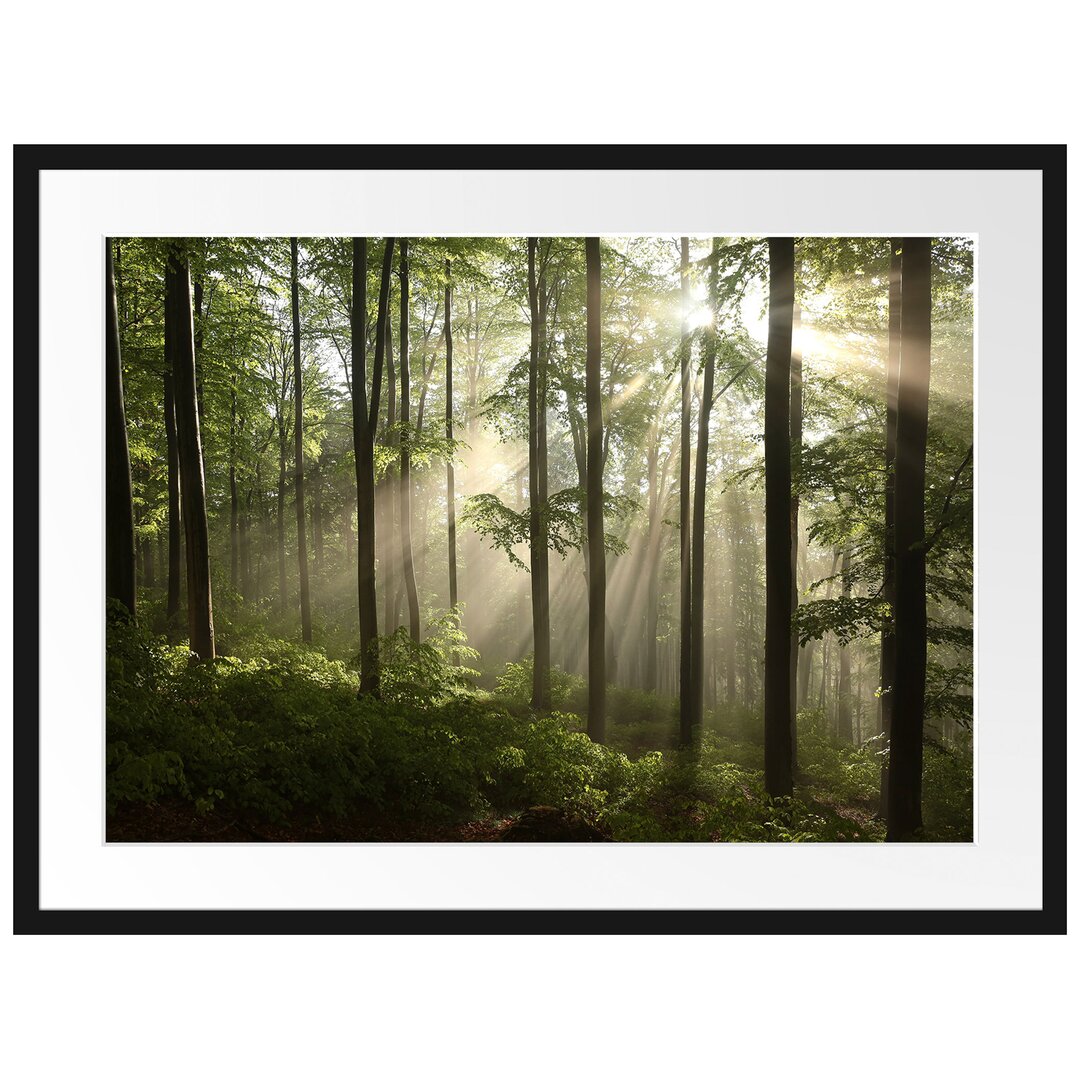 Gerahmtes Poster Sonnenstrahlen im Wald