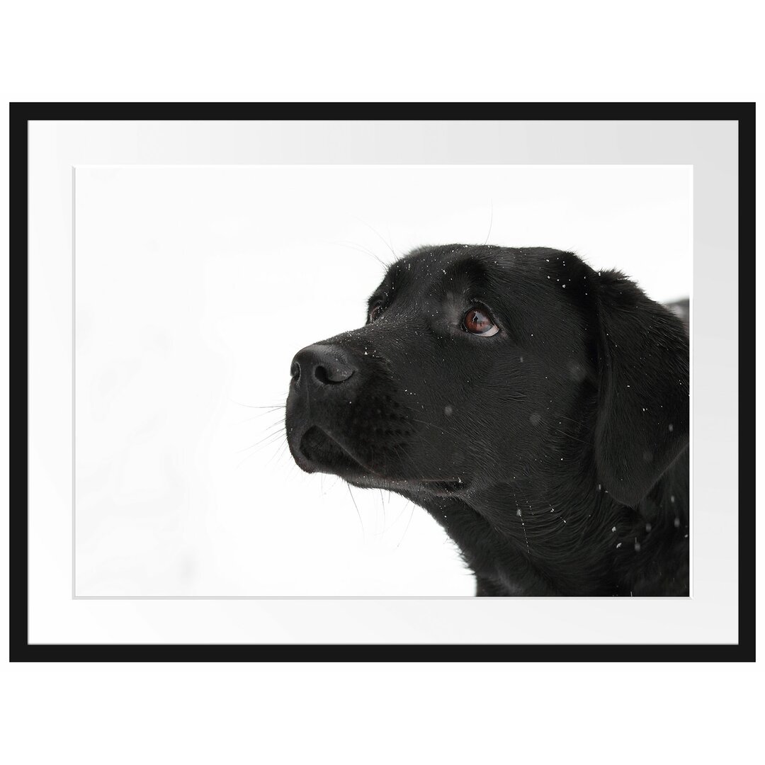 Gerahmtes Poster Schwarzer Labrador im Schnee