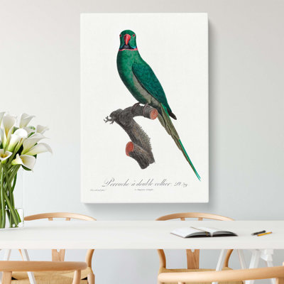 Rose-Ringed Parakeet by F. Levaillant - Wrapped Canvas Print