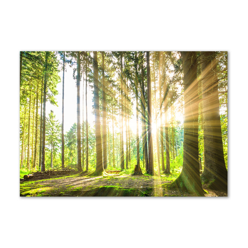 Forest In The Sun - No Frame Print on Glass, 70cm H x 100cm W x 2cm D, Canvas