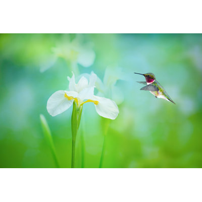 Ruby Throated Hummingbird - Wrapped Canvas Print
