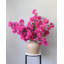 Fuchsia Bougainvillea 44 po