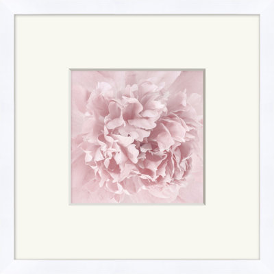 Blush Framed Print